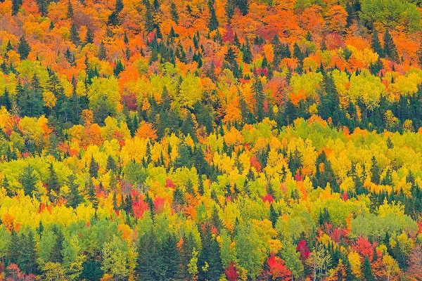 Canada-Quebec-Saint Pacome Autumn forest colors in Notre Dame Mountains
